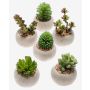Artificial succulents CAMBELA in concrete pot, 6 pieces, coloured, Ø2.6"/6,5cm