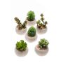 Artificial succulents CAMBELA in concrete pot, 6 pieces, coloured, Ø2.6"/6,5cm