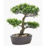Plastic bonsai podocarpus GOYA in planter, 12"/30cm
