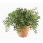 Artificial asparagus sprengeri MONET in terracotta pot, 8"/20cm