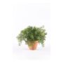 Artificial asparagus sprengeri MONET in terracotta pot, 8"/20cm