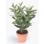 Artificial olive tree ALBERTO in terracotta pot, fruits, 16"/40cm