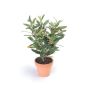Artificial olive tree ALBERTO in terracotta pot, fruits, 16"/40cm