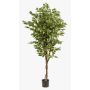Artificial Ficus Benjamina BARTOLO, real stem, green, 6ft/170cm