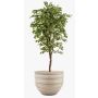 Artificial Ficus Benjamina BARTOLO, real stem, green, 7ft/200cm