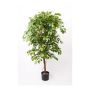 Artificial Ficus Benjamina BARTOLO, real stem, green, 7ft/200cm