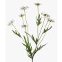 Artificial flower daisy LASAI, cream, 30"/75cm