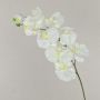 Plastic Phalaenopsis orchid spray ANAT, cream, 3ft/100cm