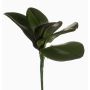 Artificial phalaenopsis leaves NIUT, spike, green, 10"/25cm