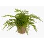 Artificial lady fern MELLEA in terracotta pot, green, 10"/25cm