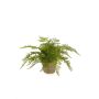 Artificial lady fern MELLEA in terracotta pot, green, 10"/25cm