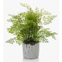 Plastic maidenhair fern SANTINA in cement pot, green, 12"/30cm