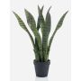 Artificial plant Sansevieria POLIANA, green, 20"/50cm