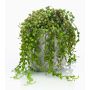 Artificial plant Senecio PIURA in cement pot, green, 6"/15cm