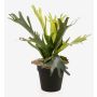 Artificial staghorn fern LENNON, green, Ø14"/35cm