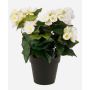 Artificial begonia DOBRADA, cream, 12"/30cm