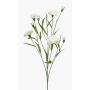 Artificial carnation KANO, cream, 28"/70cm