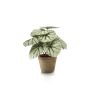 Artificial begonia rex MEIRA in terracotta pot, green-grey, 10"/25cm