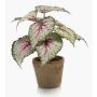 Artificial begonia rex MEIRA in terracotta pot, green-light pink, 10"/25cm