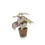 Artificial begonia rex MEIRA in terracotta pot, green-light pink, 10"/25cm