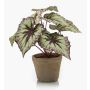 Artificial begonia rex MEIRA in terracotta pot, green-violet, 10"/25cm