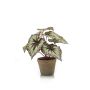 Artificial begonia rex MEIRA in terracotta pot, green-violet, 10"/25cm