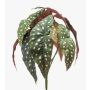 Artificial polka dot begonia ELISEIA on spike, green-white, 12"/30cm