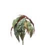 Artificial polka dot begonia ELISEIA on spike, green-white, 12"/30cm