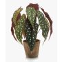 Artificial polka dot begonia ELISEIA, terracotta pot, green-white, 12"/30cm