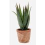 Artificial aloe variegata MARTINEZ in terracotta pot, green, 8"/20cm, Ø7"/17cm