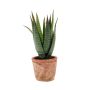 Artificial aloe variegata MARTINEZ in terracotta pot, green, 8"/20cm, Ø7"/17cm