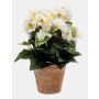 Artificial begonia DOBRADA in terracotta pot, cream, 10"/25cm