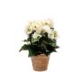 Artificial begonia DOBRADA in terracotta pot, cream, 10"/25cm