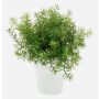 Artificial asparagus sprengeri JOSHUA in ceramic pot, 8"/20cm, Ø7"/17cm