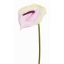 Fake flamingo flower MOIRA, cream-light pink, 30"/75cm, 5.1"x8"/13x20cm