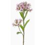 Artificial sweet william ARCHIE, cream-fuchsia, 24"/60cm, Ø3.1"-5.5"/8-14cm