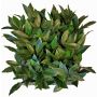 Artificial laurel hedge / mat FOXI, crossdoor, 10"x10"/25x25cm