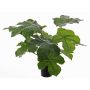 Artificial buddha belly plant LONY, green, 20"/50cm