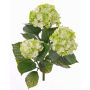 Artificial hydrangea SAIRA, spike, crossdoor, green-cream, 16"/40cm, Ø4.3"-5.1"/11-13cm