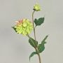 Fake dahlia PATRITZIA, green-light pink, 22"/55cm