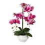Plastic flower Phalaenopsis orchid KASDA, ceramic pot, roots, fuchsia, 20"/50cm