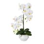 Plastic flower Phalaenopsis orchid KASDA, ceramic pot, roots, white, 20"/50cm