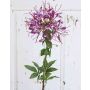 Artificial spider flower HILDEGARD, violet, 33"/85cm