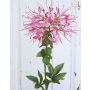 Artificial spider flower HILDEGARD, light pink, 33"/85cm
