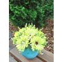 Decorative bouquet Gerbera TEMBAR, green-cream, 12"/30cm, Ø9"/22cm