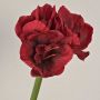 Decorative amaryllis MARKUNO, burgundy red, 24"/60cm
