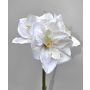 Decorative amaryllis MARKUNO, cream-white, 24"/60cm