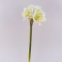 Decorative amaryllis MARKUNO, cream-white, 24"/60cm