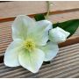 Artificial Christmas rose MITTWEIDA, cream-green, 14"/35cm