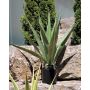 Artificial Agave furcraea gigantea CHERIE, green-grey, 3ft/100cm